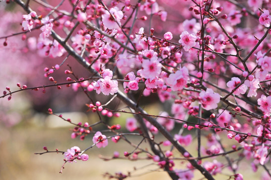 樱花园 樱花素材