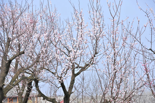 杏花  杏园