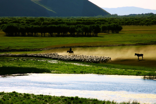 夏季傍晚湿地牧羊