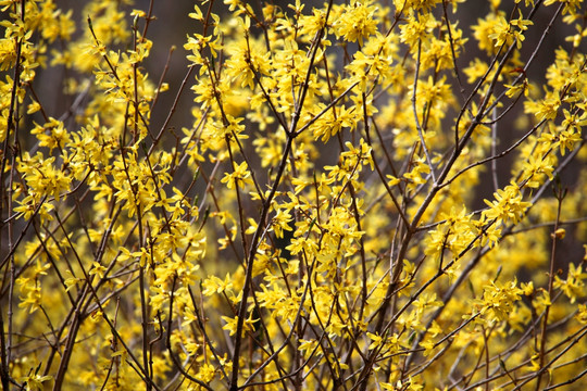 迎春花 金黄色