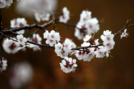 桃红 花朵 花树 春天