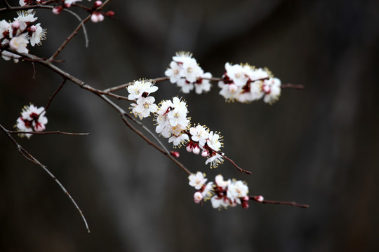 桃红 花朵 花树