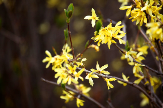 迎春花 金黄色