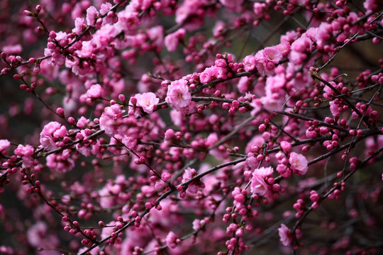 花朵 花树 春天 鲜花