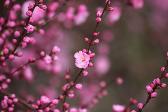 花树 春天 鲜花