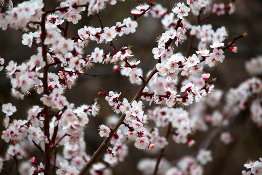 桃红 花朵 花树