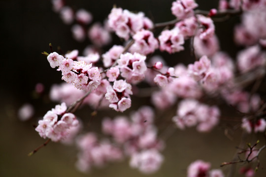 桃红 花朵 花树