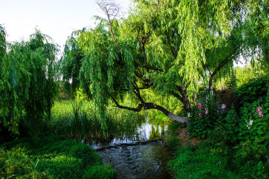 滇池湿地