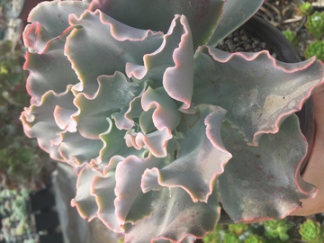 花笠女王 多肉植物 