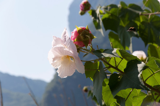 棉花植株