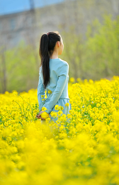 女孩背影 油菜花