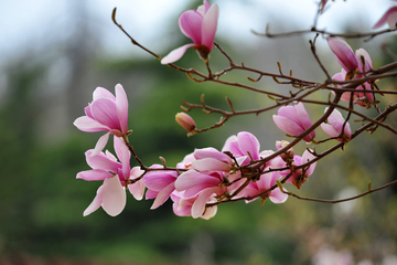 玉兰花