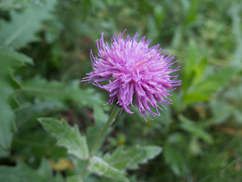 刺儿菜