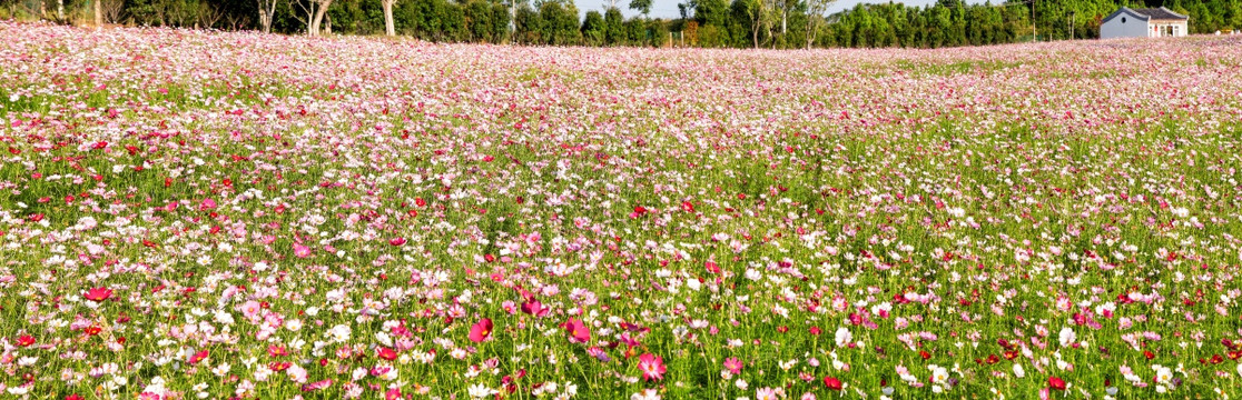 格桑花海