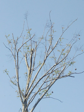 树枝 枯树枝  嫩芽枝