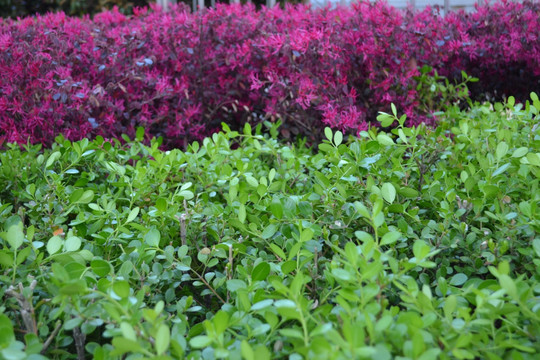 植物墙 背景墙 红檵花