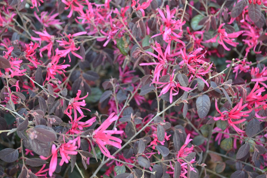 植物墙 背景墙 红檵花