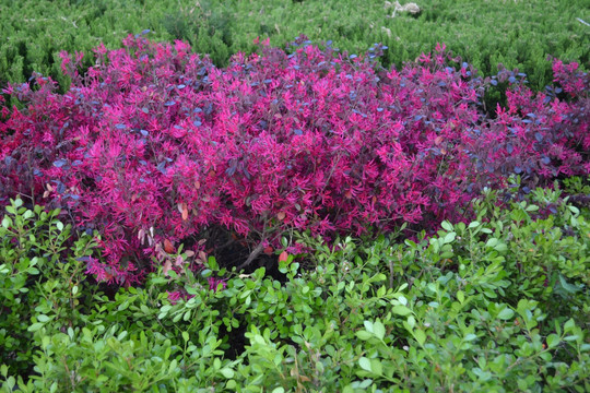 植物墙 背景墙 红檵花