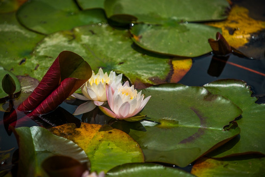 蓮花