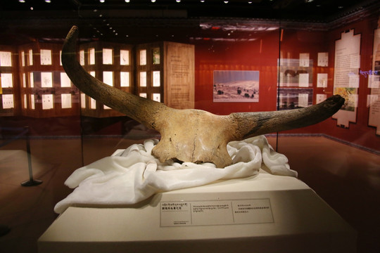 野生牦牛头骨化石