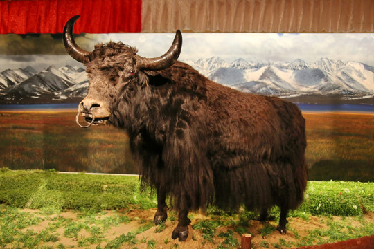 西藏黑牦牛标本