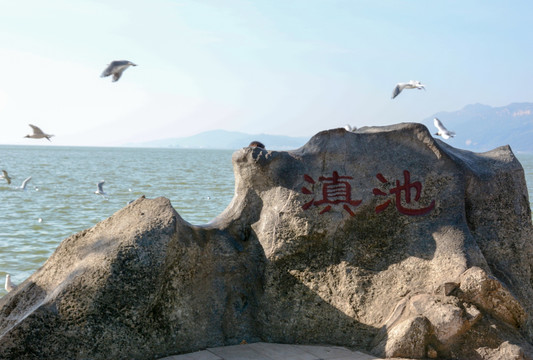 滇池 海鸥 湖泊