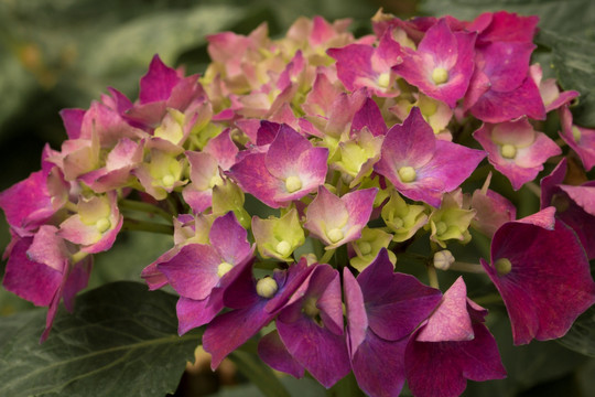 八仙花 绣球花 紫阳花