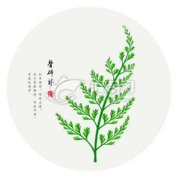 骨碎补 手绘骨碎补