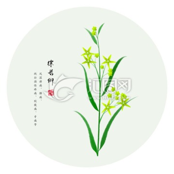 徐長卿 手繪徐長卿