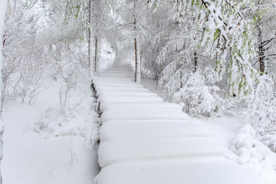 五月雪