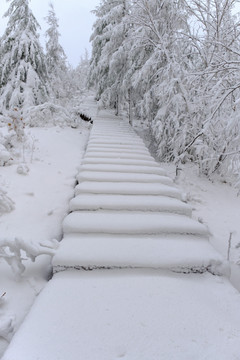 五月雪