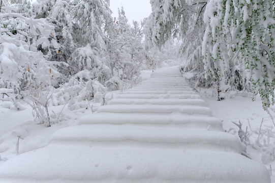 五月雪