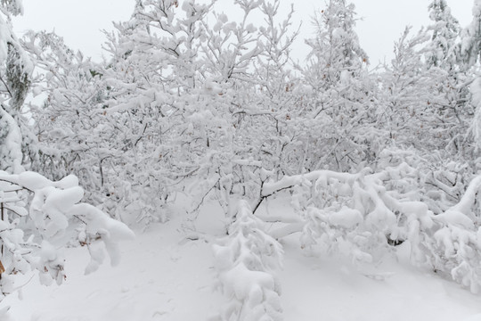 五月雪