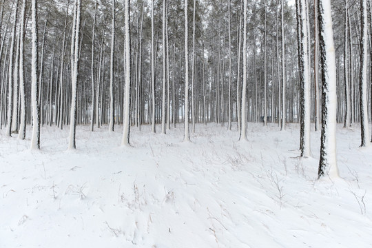 林海雪原