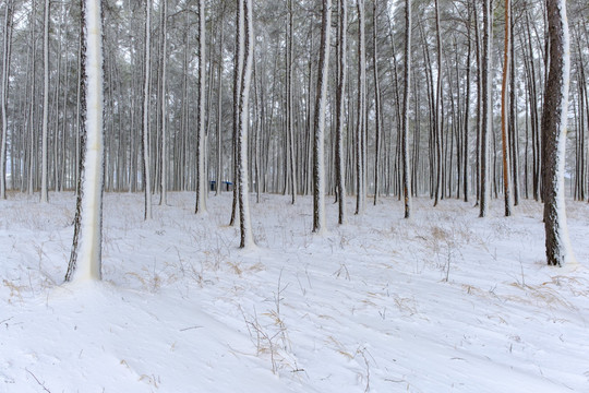 林海雪原