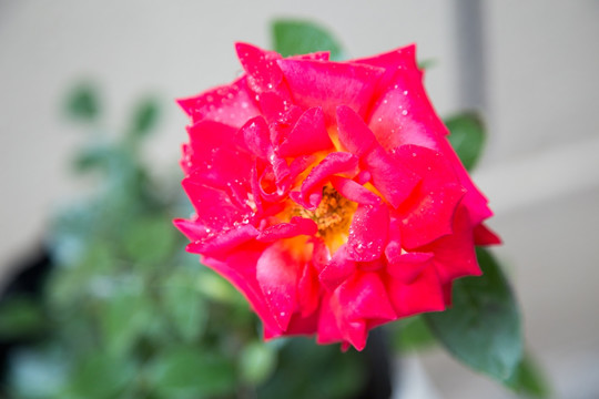 红色雨后月季花