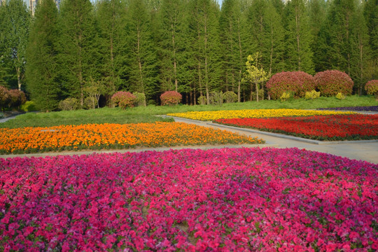 鲜花田野 五彩鲜花 鲜花背景