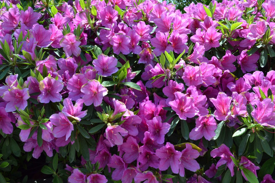 喇叭花 鲜花背景 鲜花墙