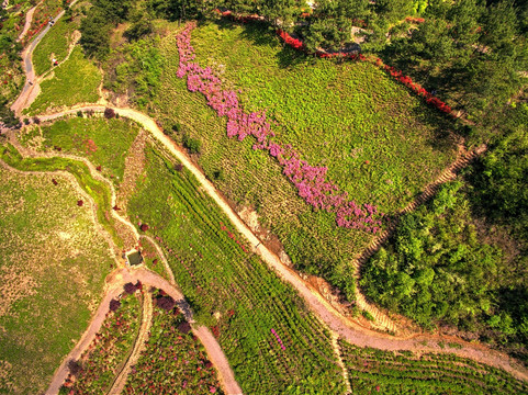 金华雅畈永根杜鹃花 山路航拍