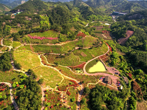 金华雅畈杜鹃王国航拍 高山花田