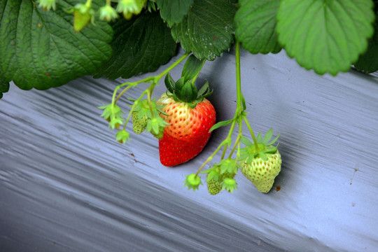 甜 草莓 健康草莓 新鲜草莓