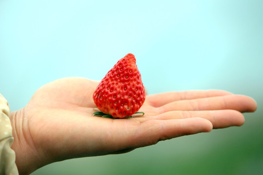 手心里的一颗红草莓