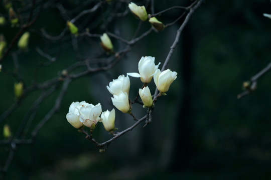 枝头白玉兰