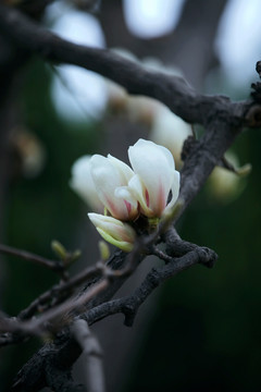 玉兰花开