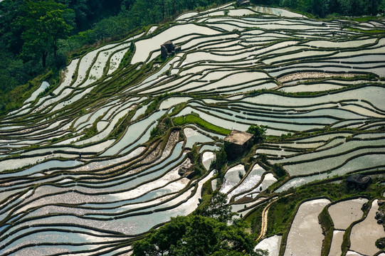 梯田 哈尼梯田