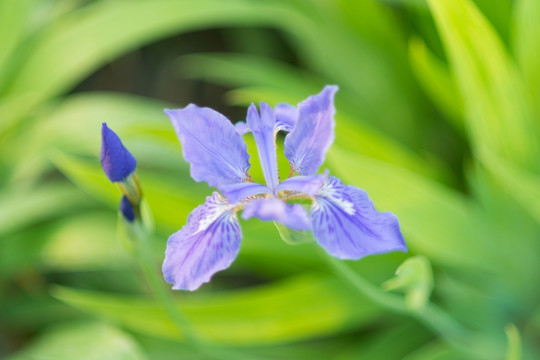 鸠尾花