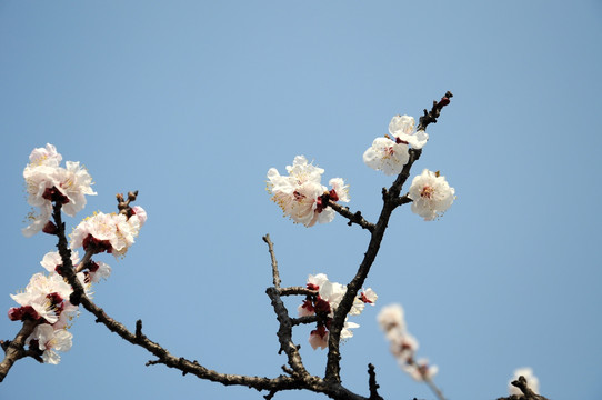 天坛公园的杏花