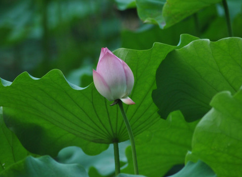 荷花  花蕾