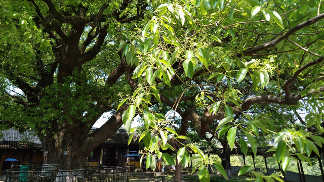 千年樟树