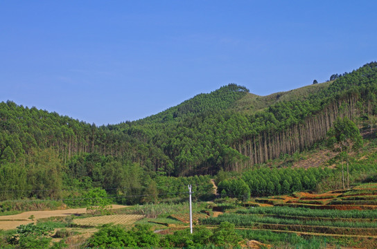 树林 山林 自然风光